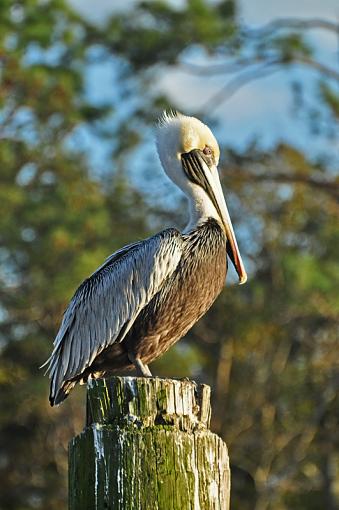 the proud pelican-dsc_6703o.jpg