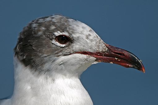 Sea Gull portrait-dsc_6457.jpg
