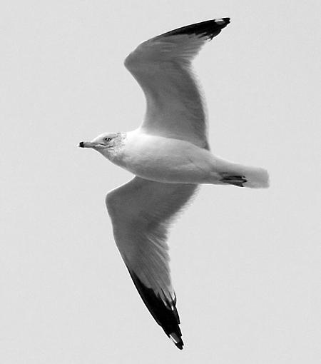 Your opinions please...-2_28_gull_infrared.jpg