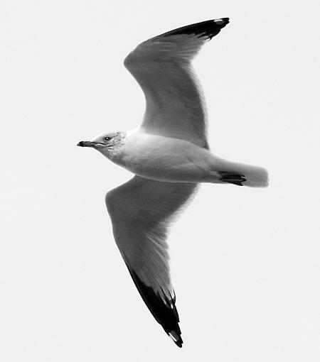 Your opinions please...-2_28_gull_portraits.jpg