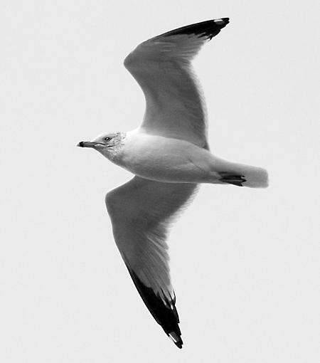 Your opinions please...-2_28_gull_scenic_landscape.jpg