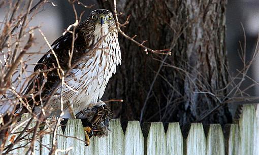 Menacing Cooper's Hawk-3web.jpg