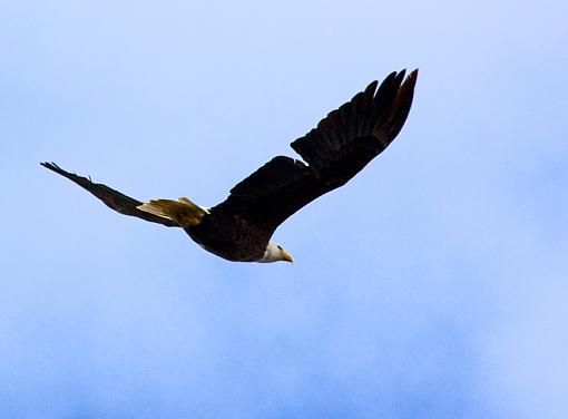 Young adult bald eagle-img_6442.jpg