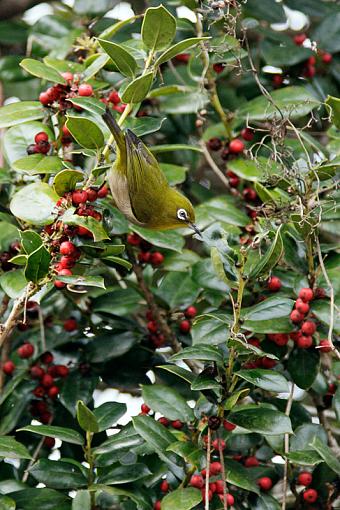 Birdie from Southern Japan-japan-warbler-vireo.jpg