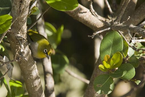 Birdie from Southern Japan-cpe-wht-eye-stllbi-nam-09-_dsc0913r.jpg