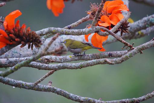 Birdie from Southern Japan-cpe-wht-eye-bshmns-_dsc07018r.jpg