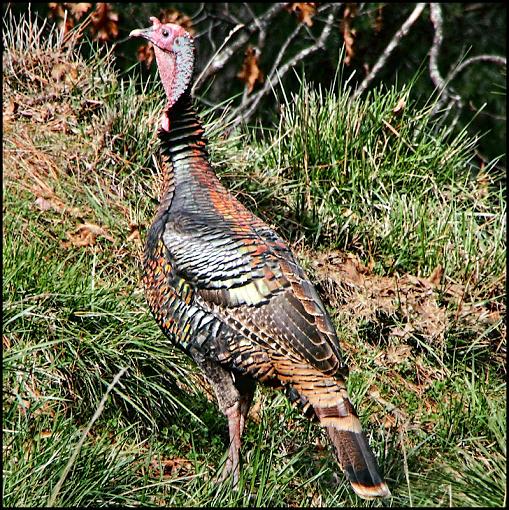 Wild Turkeys-turkeytiff0003.jpg