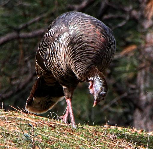 Wild Turkeys-turkeytiff0004.jpg