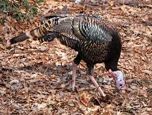 Wild Turkeys-turkeytiff0009.jpg