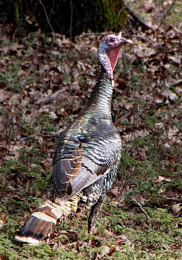 Wild Turkeys-turkeytiff0014.jpg