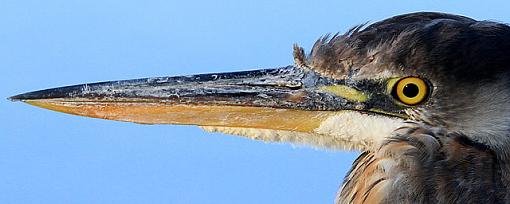 10 ft Away, Great Blue Heron-2web.jpg