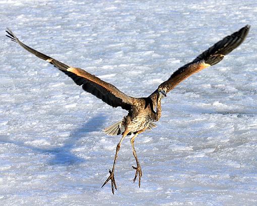 10 ft Away, Great Blue Heron-1web.jpg