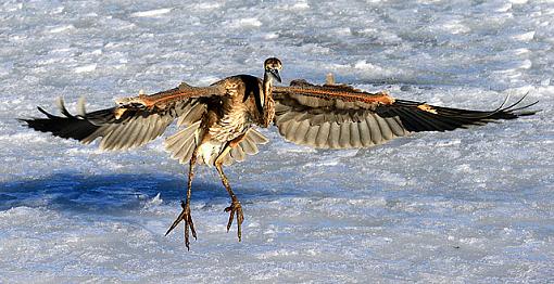 10 ft Away, Great Blue Heron-4web.jpg