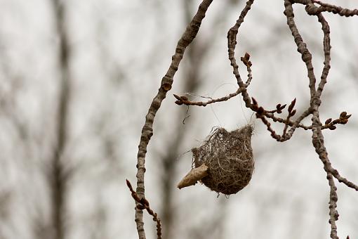 Nest ID?-img_9450.jpg