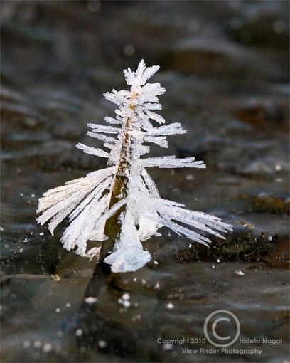 Ice Sculpture-ice-sculpture.jpg