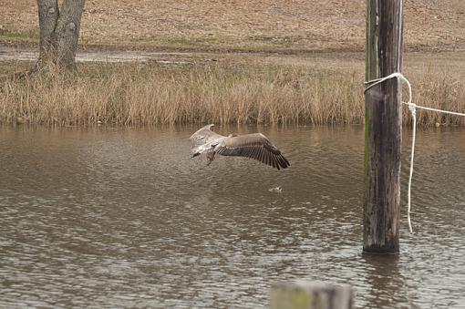 A few more from today-_dsc7058.jpg