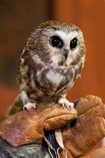 An orphaned Northern Saw Whet Owl-orphaned-sw-owl_1271.jpg