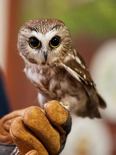 An orphaned Northern Saw Whet Owl-orphaned-sw-owl_1319.jpg