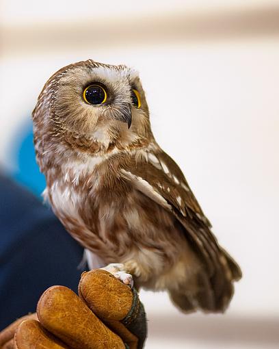 An orphaned Northern Saw Whet Owl-orphaned-sw-owl-1296.jpg