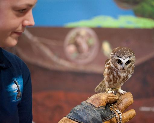 An orphaned Northern Saw Whet Owl-orphaned-sw-owl-perspective_1359.jpg