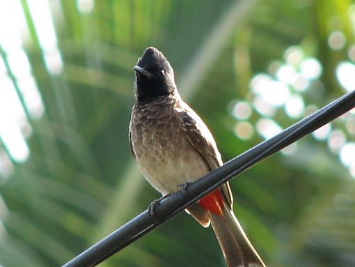 Wildlife in the neighborhood-bulbul2.jpg