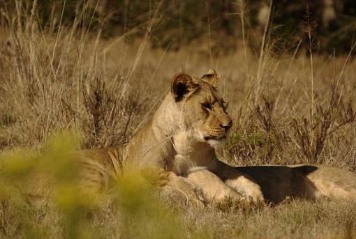 Lend me a pillow-lion-cubs-lalibela-dsc01862r.jpg