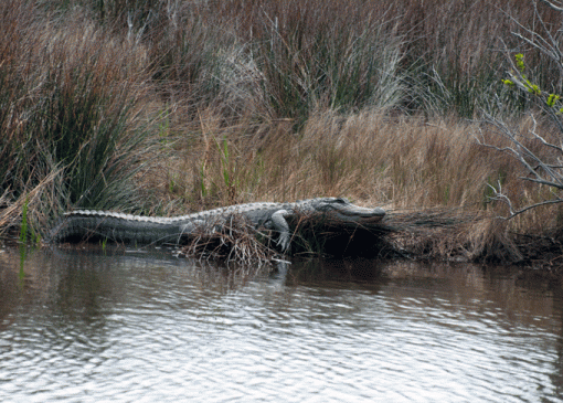 Eye to eye-_dsc7098.gif