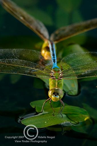 N/W specific Macro work, Extension Tube or New Lens-300mm-tubes-1.jpg