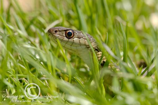 N/W specific Macro work, Extension Tube or New Lens-300mm-tubes-2.jpg