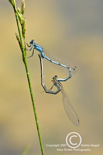 N/W specific Macro work, Extension Tube or New Lens-300mm-tubes-4.jpg