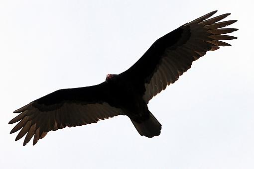 Turkey Vulture from today-4web2.jpg