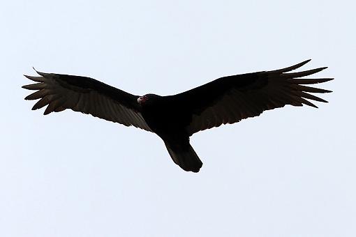 Turkey Vulture from today-5web2.jpg