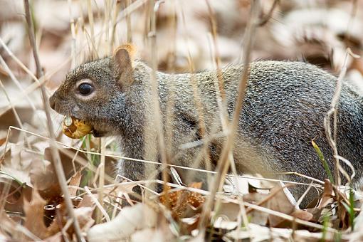 Squirrel with a Snack-edit1.jpg