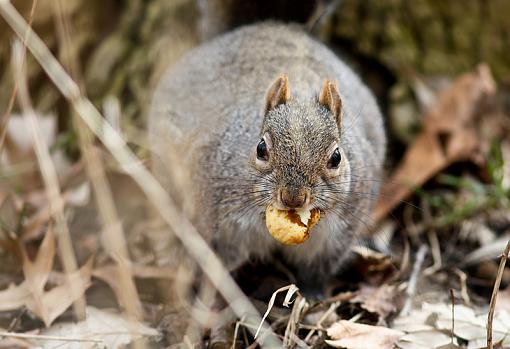 Squirrel with a Snack-edit2.jpg