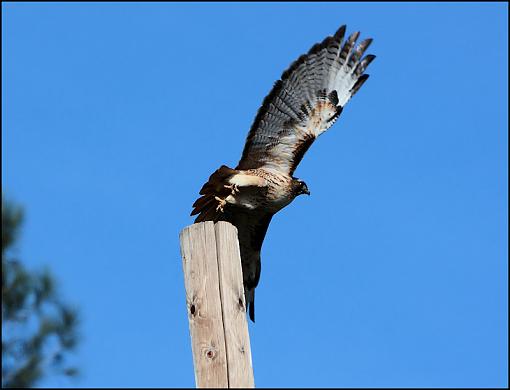 Red Tailed Hawk-img_3295.jpg