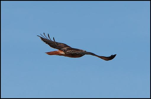 Red Tailed Hawk-img_3300.jpg