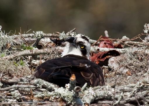 Osprey Nest time!!....Eggs are laid-orlando-osprey-wood-stork-99-401-2.jpg