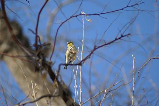 New to wildlife photography-yellow.jpg