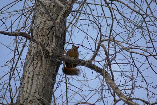 New to wildlife photography-squirrel.jpg