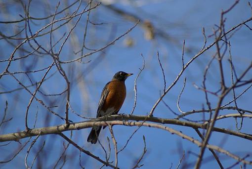 New to wildlife photography-robin.jpg