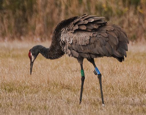 keeping track of Sand Hill Cranes-dsc_3247.jpg