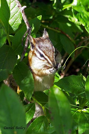 breakfast...-chipmunk.jpg