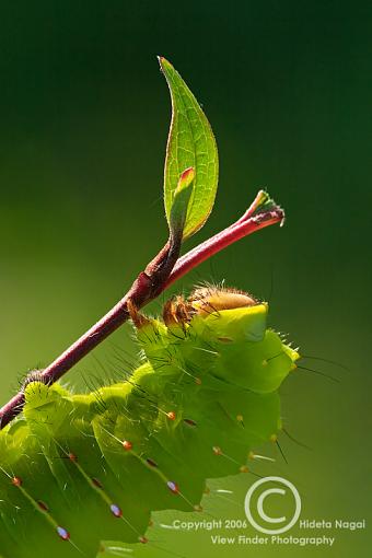 Extension Tubes - Full Disclosure-extsample-300mm-.jpg