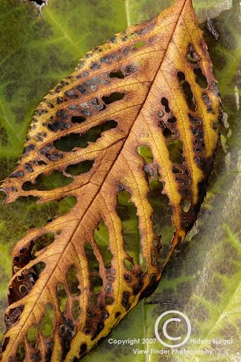 Extension Tubes - Full Disclosure-extsample-300mm-c.jpg