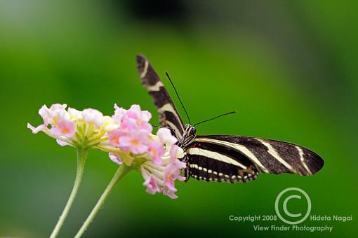 Extension Tubes - Full Disclosure-extsample-300mm-e.jpg