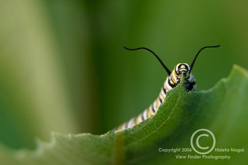 Extension Tubes - Full Disclosure-extsample-70-200.jpg