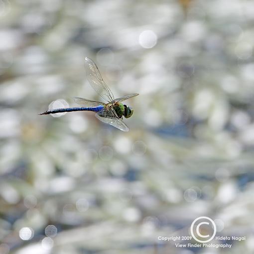 Extension Tubes - Full Disclosure-extsample-500mm-c.jpg