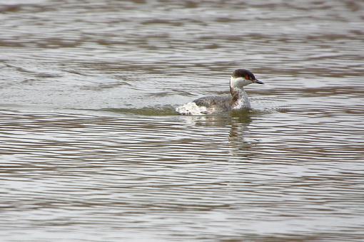 SPRING 2010 Bird ID Thread-img_1193.jpg