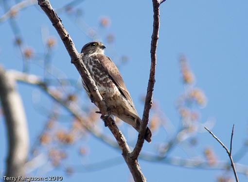 SPRING 2010 Bird ID Thread-dsc03195.jpg