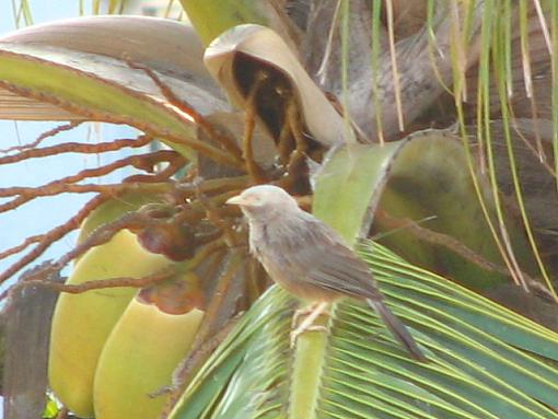 Wildlife in the neighborhood-babbler.jpg